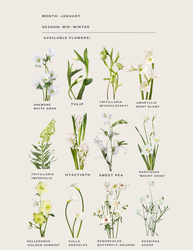 January flowers for weddings in southern California 